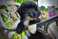 Kudos, a male Havanese and Havapoo for sale in Marshfield, MO – 8 of 10
