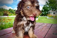 Frisky, a female Havanese and Poodle - Toy  for sale in Marshfield, MO – 2 of 10
