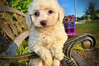 Melody, a female Havapoo for sale in Marshfield, MO – 7 of 10