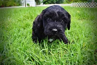Webster, a male Havanese and Poodle - Toy  for sale in Marshfield, MO – 5 of 10