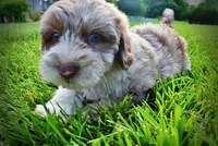 Star-SUMMER SALE!!  $100 off listed price!!, a female Havanese and Poodle - Toy  for sale in Marshfield, MO – 1 of 9
