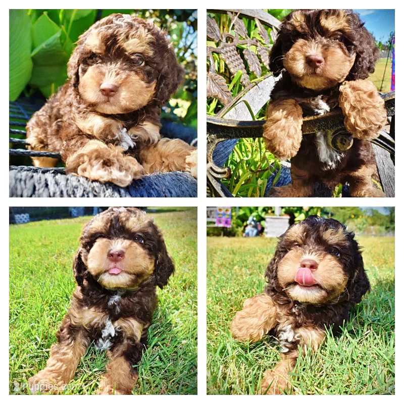 Jazz-LABOR DAY SALE-TAKE $100 OFF!!! – Havanese, Havapoo puppy for sale in Marshfield, MO