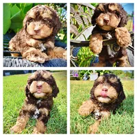 Jazz-LABOR DAY SALE-TAKE $100 OFF!!!, a male Havanese and Havapoo for sale in Marshfield, MO – 1 of 10