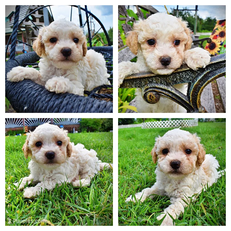 Andy – Havanese, Poodle - Toy  puppy for sale in Marshfield, MO