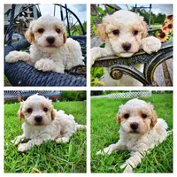 Andy, a male Havanese and Poodle - Toy  for sale in Marshfield, MO – 1 of 9