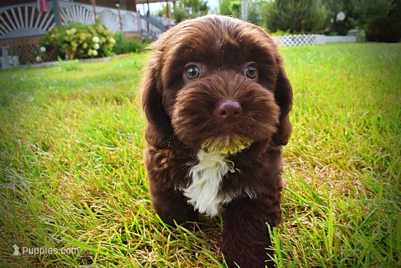 Hershey – Havanese, Poodle - Toy  puppy for sale in Marshfield, MO