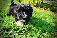 Introducing Taz! -SUMMER SALE!! $100 off listed price!!, a male Havanese and Poodle - Toy  for sale in Marshfield, MO – 7 of 10