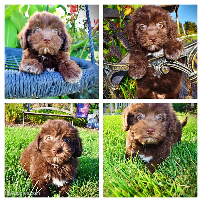Emily – Havanese, Poodle - Toy  puppy for sale in Marshfield, MO