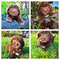Emily, a female Havanese and Poodle - Toy  for sale in Marshfield, MO – 1 of 9