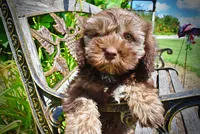 Frisco, a male Havanese and Poodle - Toy  for sale in Marshfield, MO – 4 of 10