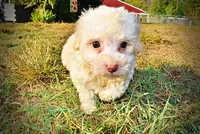 Leo, a male Havapoo for sale in Marshfield, MO – 4 of 9