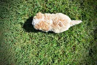 Juliet-LABOR DAY SALE-TAKE $100 OFF!!!, a female Havanese and Havapoo for sale in Marshfield, MO – 6 of 9