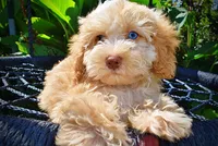 Gracie, a female Havanese and Poodle - Toy  for sale in Marshfield, MO – 3 of 10