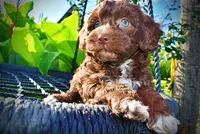 Cookie, a female Havanese and Poodle - Toy  for sale in Marshfield, MO – 3 of 9