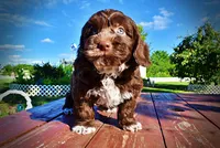 Coco, a male Havanese and Poodle - Toy  for sale in Marshfield, MO – 5 of 9