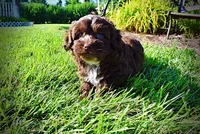 Chewy, a male Havanese and Poodle - Toy  for sale in Marshfield, MO – 3 of 10