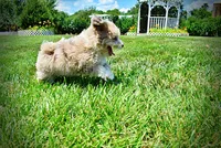 Espresso, a male Havanese and Poodle - Toy  for sale in Marshfield, MO – 7 of 10