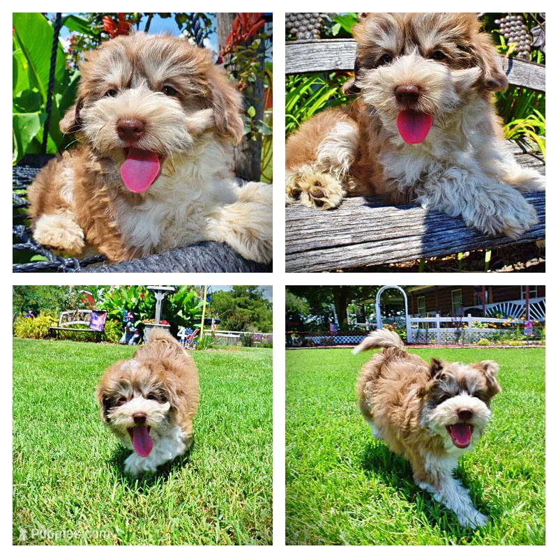 Domino – Havanese, Poodle - Toy  puppy for sale in Marshfield, MO
