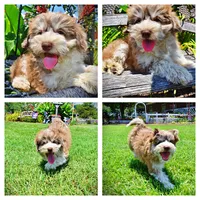 Domino, a male Havanese and Poodle - Toy  for sale in Marshfield, MO – 1 of 10