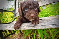 Vader, a male Havanese and Poodle - Toy  for sale in Marshfield, MO – 2 of 9