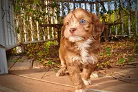 Murphy, a male Havapoo for sale in Marshfield, MO – 9 of 10
