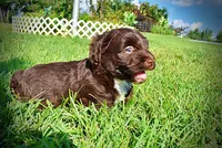 Hershey, a male Havanese and Poodle - Toy  for sale in Marshfield, MO – 8 of 10