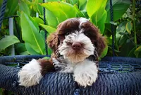 Katie, a female Havanese and Havapoo for sale in Marshfield, MO – 5 of 10