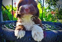 Baxter, a male Havanese and Poodle - Toy  for sale in Marshfield, MO – 2 of 10