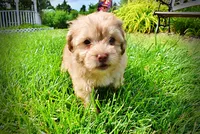 Peanut - MEMORIAL DAY SALE-$150 OFF!!, a male Havanese and Poodle - Toy  for sale in Marshfield, MO – 6 of 10