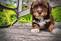 Vanity, a female Havanese and Poodle - Toy  for sale in Marshfield, MO – 2 of 10