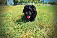 Isabella-LABOR DAY SALE-TAKE $100 OFF!!!, a female Havanese and Poodle - Toy  for sale in Marshfield, MO – 10 of 10