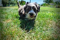 Icon, a male Havanese and Poodle - Toy  for sale in Marshfield, MO – 9 of 10