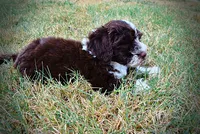 Katie, a female Havanese and Havapoo for sale in Marshfield, MO – 6 of 10