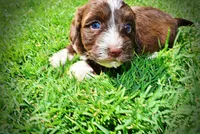 Tootsie, a female Havanese and Poodle - Toy  for sale in Marshfield, MO – 6 of 10