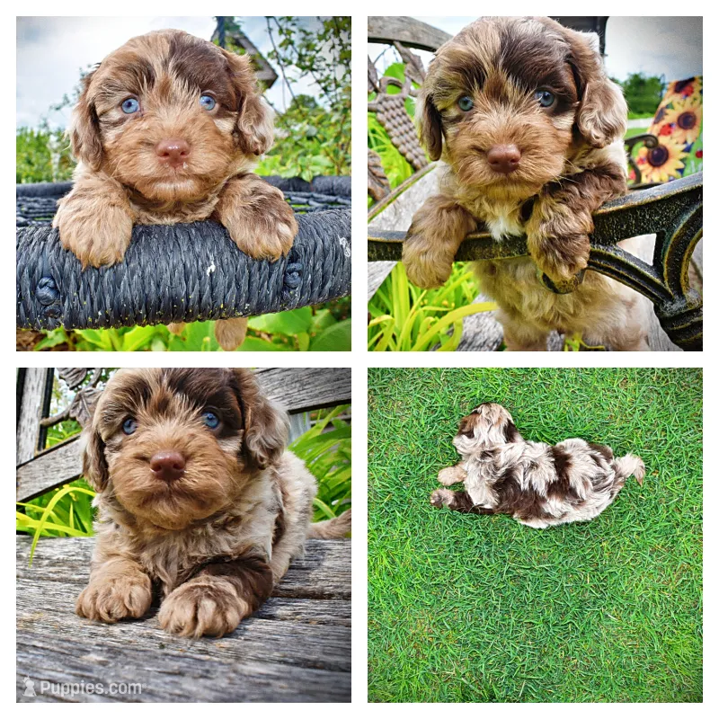 Whisky – Havanese, Poodle - Toy  puppy for sale in Marshfield, MO