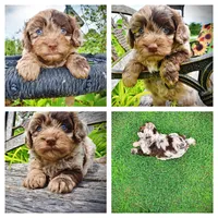 Whisky, a male Havanese and Poodle - Toy  for sale in Marshfield, MO – 1 of 10