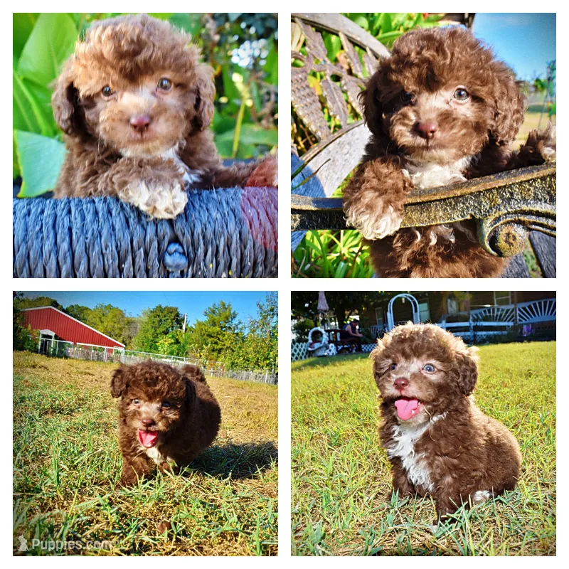 Lil Lady – Havapoo puppy for sale in Marshfield, MO