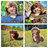 Lil Lady, a female Havapoo for sale in Marshfield, MO – 1 of 10