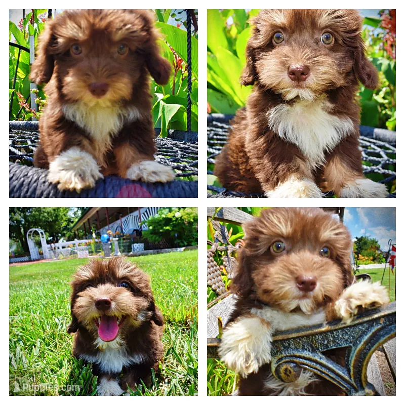 Elvira – Havanese, Poodle - Toy  puppy for sale in Marshfield, MO