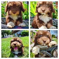 Elvira, a female Havanese and Poodle - Toy  for sale in Marshfield, MO – 1 of 10