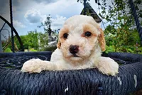 Ashley, a female Havanese and Poodle - Toy  for sale in Marshfield, MO – 4 of 10