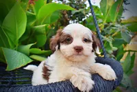 Muffin, a female Havapoo for sale in Marshfield, MO – 2 of 10