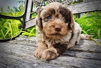 Whisky, a male Havanese and Poodle - Toy  for sale in Marshfield, MO – 9 of 10