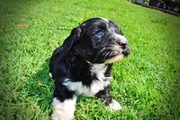 Taz, a male Havanese and Poodle - Toy  for sale in Marshfield, MO – 4 of 10