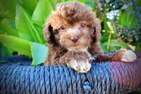 Lil Lady, a female Havapoo for sale in Marshfield, MO – 2 of 10
