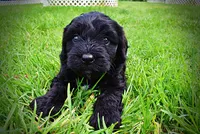 Webster, a male Havanese and Poodle - Toy  for sale in Marshfield, MO – 7 of 10