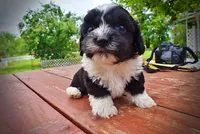 Scout, a male Havanese and Poodle - Toy  for sale in Marshfield, MO – 4 of 9