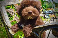 Ewok, a male Havanese and Poodle - Toy  for sale in Marshfield, MO – 6 of 10