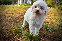 Melody, a female Havapoo for sale in Marshfield, MO – 4 of 10