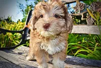 Destiny, a female Havanese and Poodle - Toy  for sale in Marshfield, MO – 6 of 10